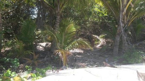 chamaquito-norte: homaat:  Fui A averiguar las uvas de Loiza Y Eso Eso Esta Cabron Se puede Beyakear