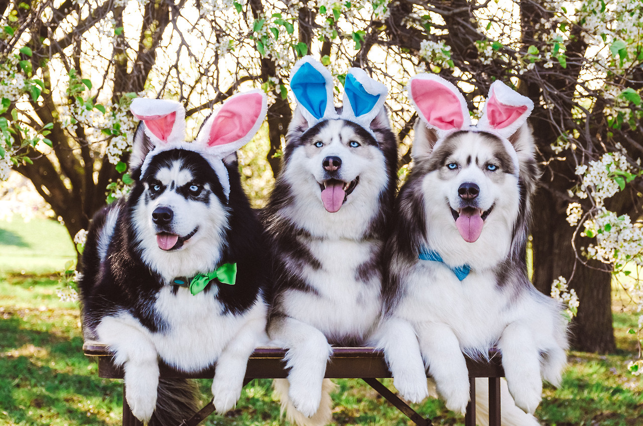 huskiesadventures:  Happy Easter Everyone!   ✌🏻