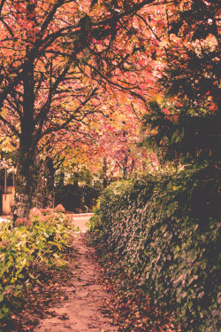 wolf-teeth:  - autumn nº 2. (by Clara Beatriz.)