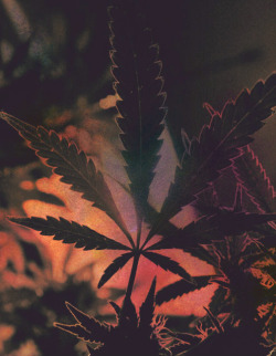 Light up & toke away