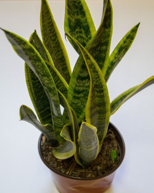 p l a n t • t a l kThe sansevieria. The mother-in-law’s tongue. The snake plant.is one of the 