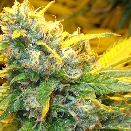weedporndaily:  thisisthatoneguy
