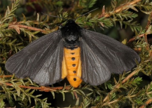 The Other Day I Found A Little Goth Moth, All Black, Clinging To A Wall Along The Road...