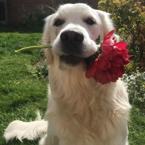 brookbooh:Dogs and flowers!! :D