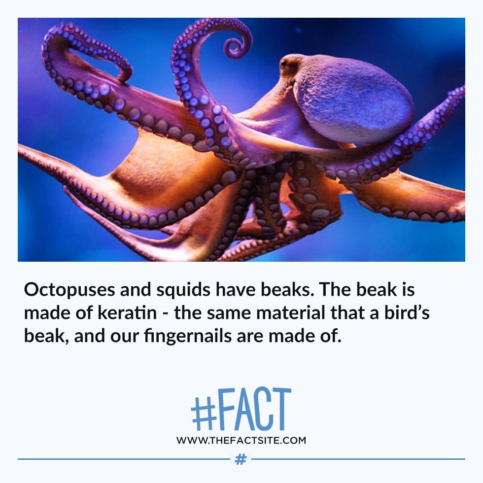 The Fact Site — Octopuses and squids have beaks. The beak is made