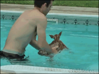 omgmiawtfbbqlol:Noo I belong in the water!