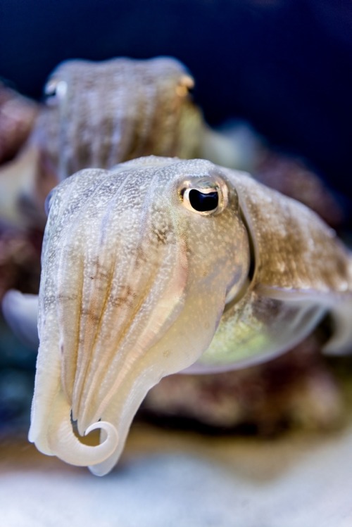 montereybayaquarium:Moving slow today? Perfect, now just channel your inner pharaoh cuttlefish! Thes