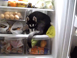 sizvideos:  Luna loves the fridgeVideo