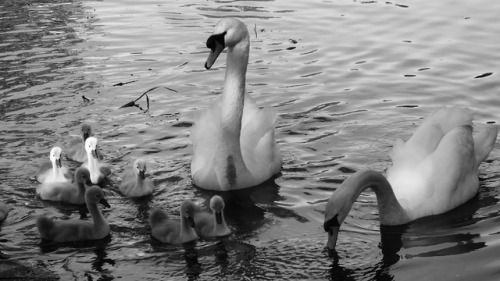 New life for the spring - mummy and daddy swan with their very gorgeous baby cygnets, still at the a