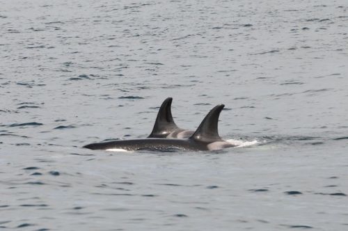 Schooner(A64) with her niece, Springer(A73) in August 2010Photo credit: Dr. Lance Barrett-Lennard (x