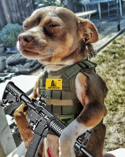 john-paul-jonesing-for-liberty:bertmacklin-atf:Within 10 hours this dog has become a tactical meme.A