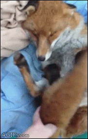 Fox likes being scratched and pet
