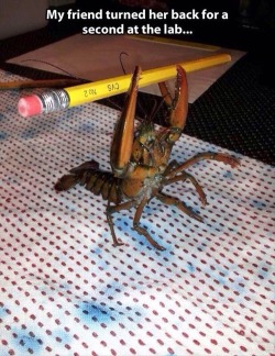 carry-on-my-jingle-butt:sengawolf:terrestrial-organic-matter:  VIVA LA REVOLUTION  wHY IS THERE A CRUSTACEAN IN THE LAB  MEHOYNOYNEHOY 