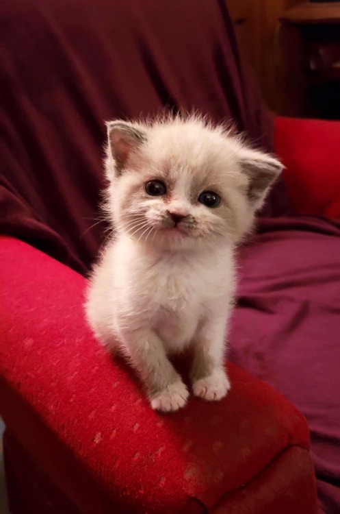 catsbeaversandducks: “Blossom smiling for the camera.”Photos/caption by Lauren Boutz