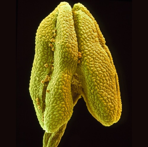 lucienballard: Spring flowers reveal their true selves in extreme close-up. Flowers are one of the g