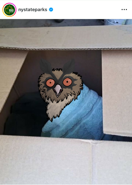 Happy Wet Beast Wednesday To This Hoothoot