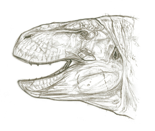 Sketchy Dino Head_Tyrannosaurus. Pencils, 2020.References: Greg S. Paul.