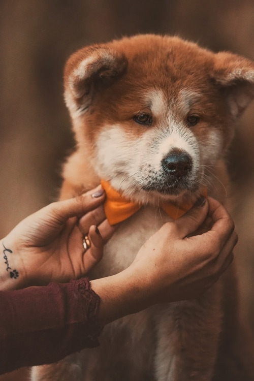 Porn Pics souhailbog:  Akita By   Luis Valadares  