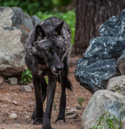 llbwwb:  Black Wolf (by Eve’sNature)