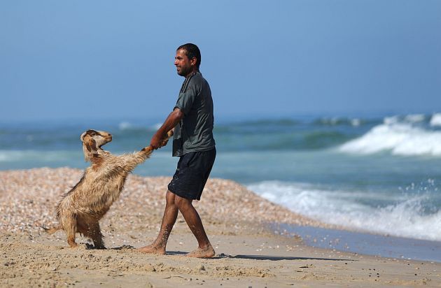 AL AGUA: En Gaza, los pastores lavan sus rebaños en el mar. Un pastor beduino palestino jala a su cordero al agua para lavarlo en la ciudad de Gaza. Todos los años antes de comenzar el verano, los pastores lavan sus rebaños en el mar. 29 de abril de...