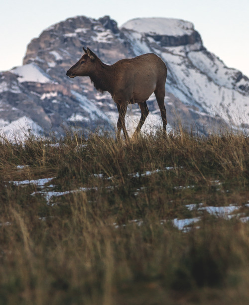 Canmore, Alberta, Canadawww.instagram.com/calebestphotography