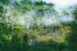 Tulipnight:  In The Myst Of A Temperate Rainforest By Tedrick Mealy