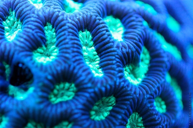 aestheticgoddess:  Coral by Felix Salazar 