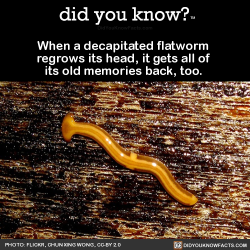 did-you-kno:  When a decapitated flatworm