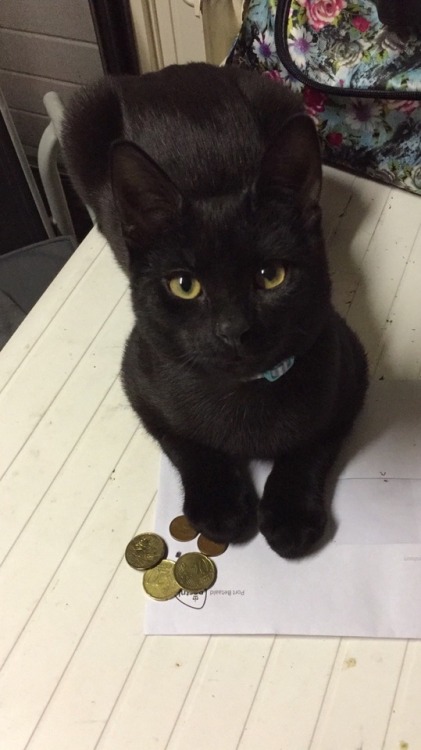 lifeofrogue:Keeper of the coins