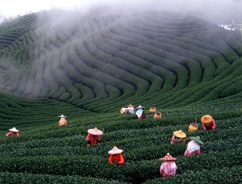 losed:Tea farm (by jiadoldol)