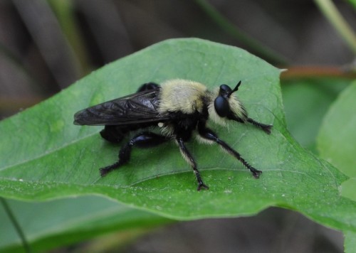 fernscare: A bee-like robber fly, Laphria sp. [ID: a photo of a bumble bee-like fly sitting on a gre