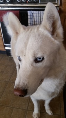 6woofs:  He always has dirt on his face