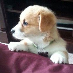 aplacetolovedogs:  @banditthecorgi  #instagram #cute #precious ::: www.APlaceToLoveDogs.com