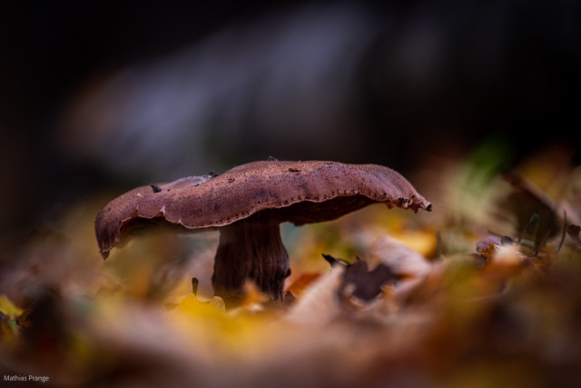 Most leaves have fallen but there is still much to discover in the woodlands ...