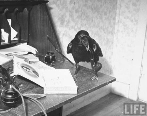 cosmosonic: A raven typing his own name of on the typewriter, 1939