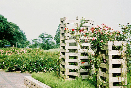 A Nature Blog
