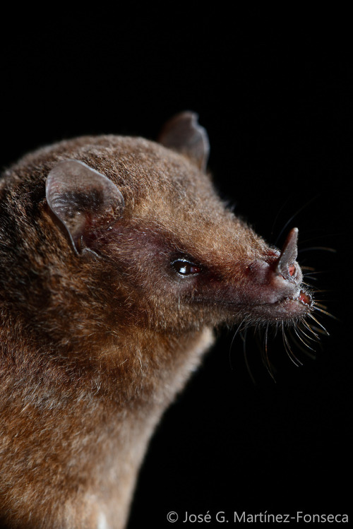 TAILED TAILLESS BAT(Anoura caudifer)Martínez-Fonseca, J. 2017. “Anoura caudifer&rd