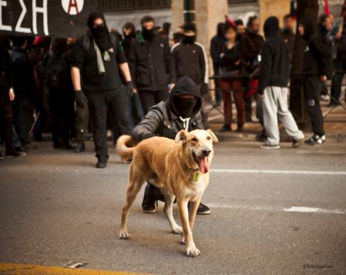 fromgreecetoanarchy:On days like these (9 October 2014) “Loukanikos”, internationally known as the “