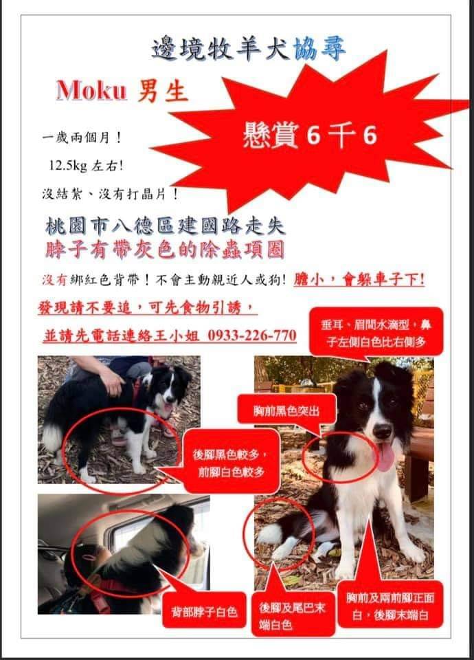 寵物協尋 尋找邊境牧羊犬 Moku 地點桃園市八德區bade Taoyuan Border 寵物協尋 尋找邊境牧羊犬 Moku 地點桃園市八德區bade Taoyuan Border