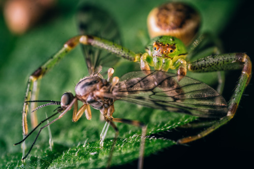 reversed lens