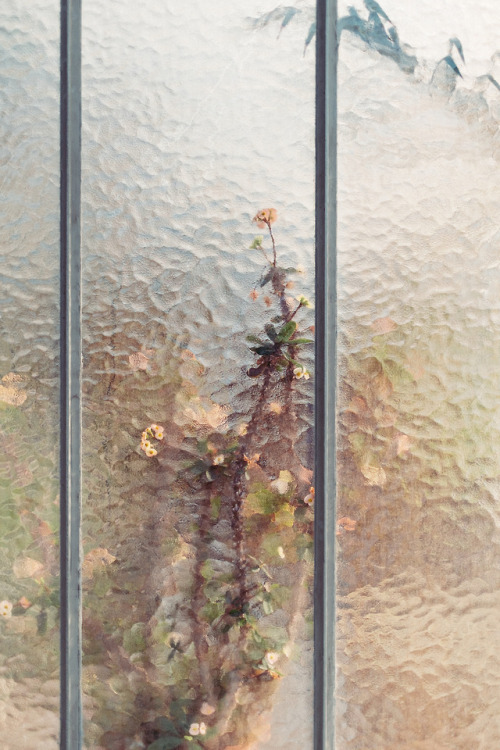 itscolossal: Botanical: A Collection of Impressionistic Plant Specimens Captured Against Greenhouse 