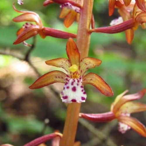 Spotted Coralroot, Corallorhiza maculata (Orchidaceae).#orchid #spottedcoralroot #coralroot #coral