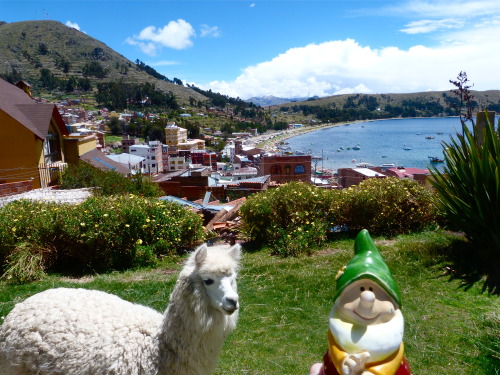 Lago Titicaca, una llama y su amigo :)Copacabana - La Paz/Boliva 