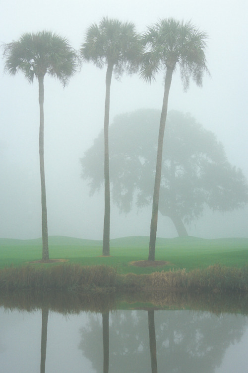 hueandeyephotography: Three Palmettos in the Mist, Kiawah Island, SC © Doug Hickok  All Ri