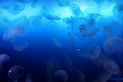 thelovelyseas:  jellyfish by Toshio Ota