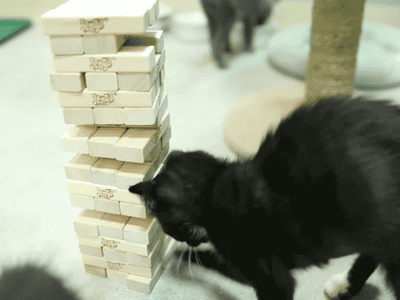 I am never playing Jenga with a kitten.