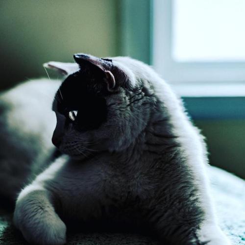 constantcaturday:My boy, Oliver a.k.a Ollie-oops.