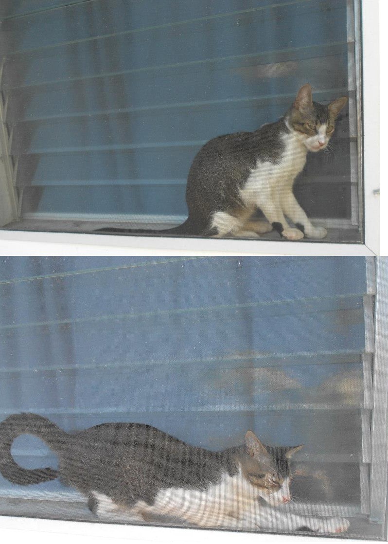 getoutoftherecat:  get out of there cat! you’re stuck between the screen and the