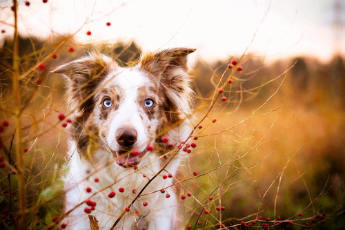 fyeahcanines:  (by jollyvicky) 
