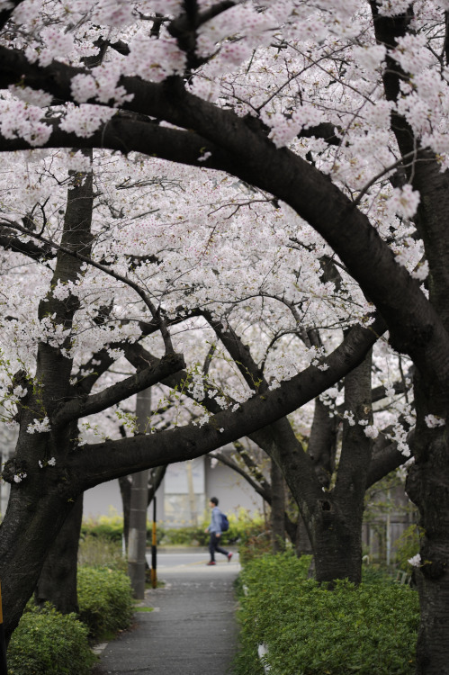 20130331 Hayatoike 3 by Bong GritVia Flickr:@Hayatoike park, Showa ward, Nagoya Aichi pref. （愛知県名古屋市